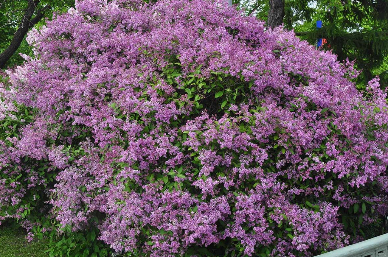 Old Fashion Lilac Bush – 9-14" Tall – Fragrant Purple Blooms – Syringa vulgaris – 5" Deep Pot