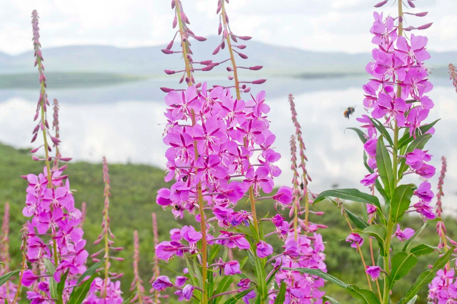 Fireweed Seeds 300+ Count Rosebay Willow Herb Yanagiran Native Medicinal Wildflower (Chamerion angustifolium)