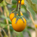 Golden Eggs Eggplant Seeds - Small Yellow Ornamental Variety - Solanum melongena for 2025 Planting