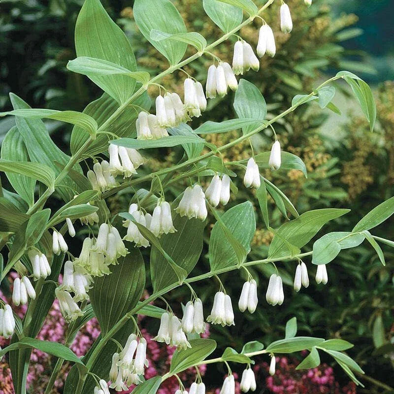 Great Solomon's Seal Seeds (20 Seeds) - Polygonatum biflorum - Perennial Planting Seeds for Gardens