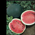 Sugar Baby Watermelon Seeds - 25/50/100 Heirloom Non-GMO - Small Variety, Sweet Flavor - Citrullus lanatus