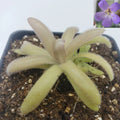 Pinguicula agnata x gypsicola - Carnivorous Butterwort Plant - Live Plant for Indoor Gardening