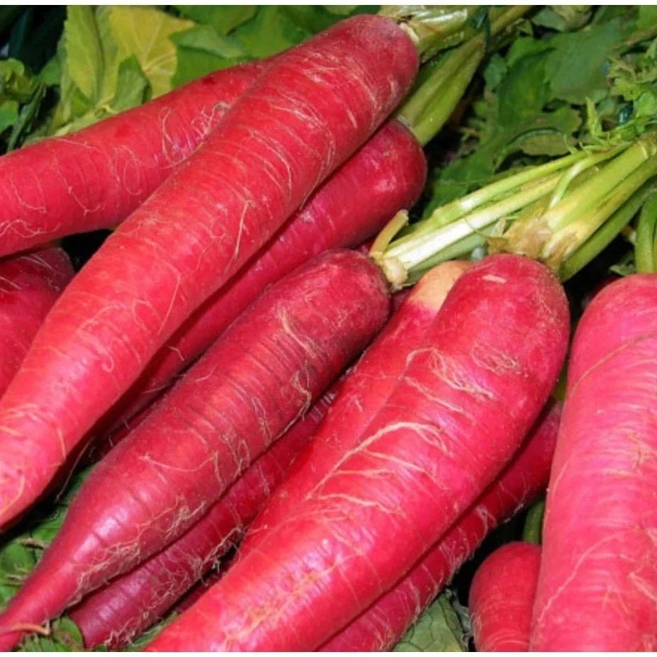 Radish Seeds Red Arrow Select - 50 to 1,000 Seeds Pink Daikon Microgreens - Mild Flavor, 40 Days to Harvest