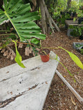 Philodendron Joepii - 5 Inch Pot - Well Rooted Tropical Houseplant - Philodendron joepii