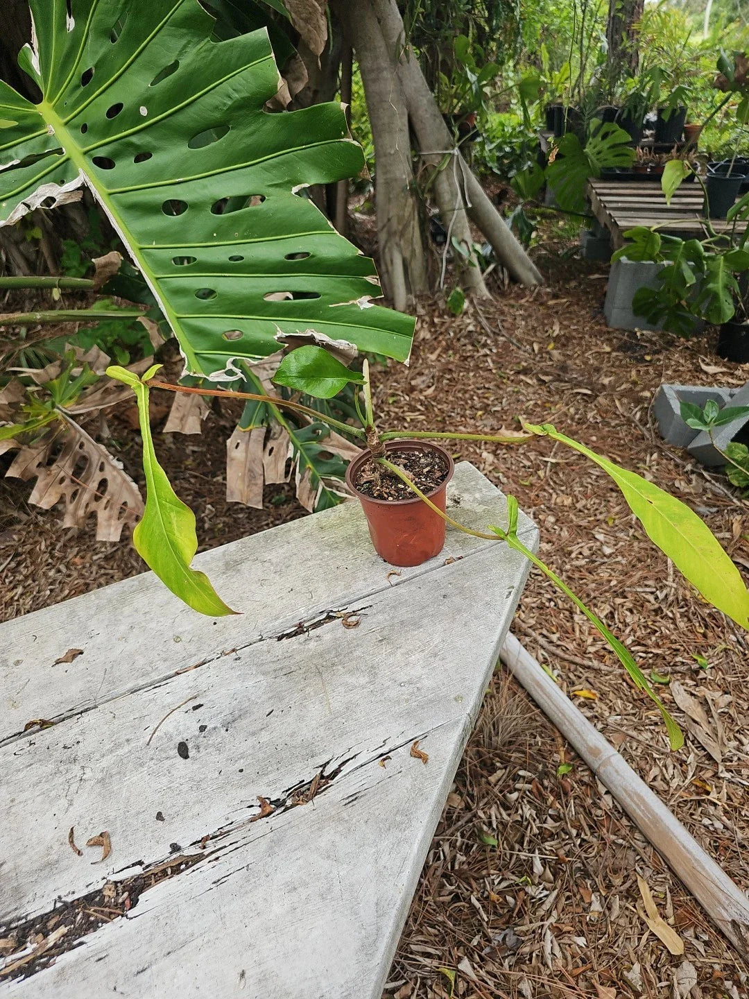 Philodendron Joepii - 5 Inch Pot - Well Rooted Tropical Houseplant - Philodendron joepii