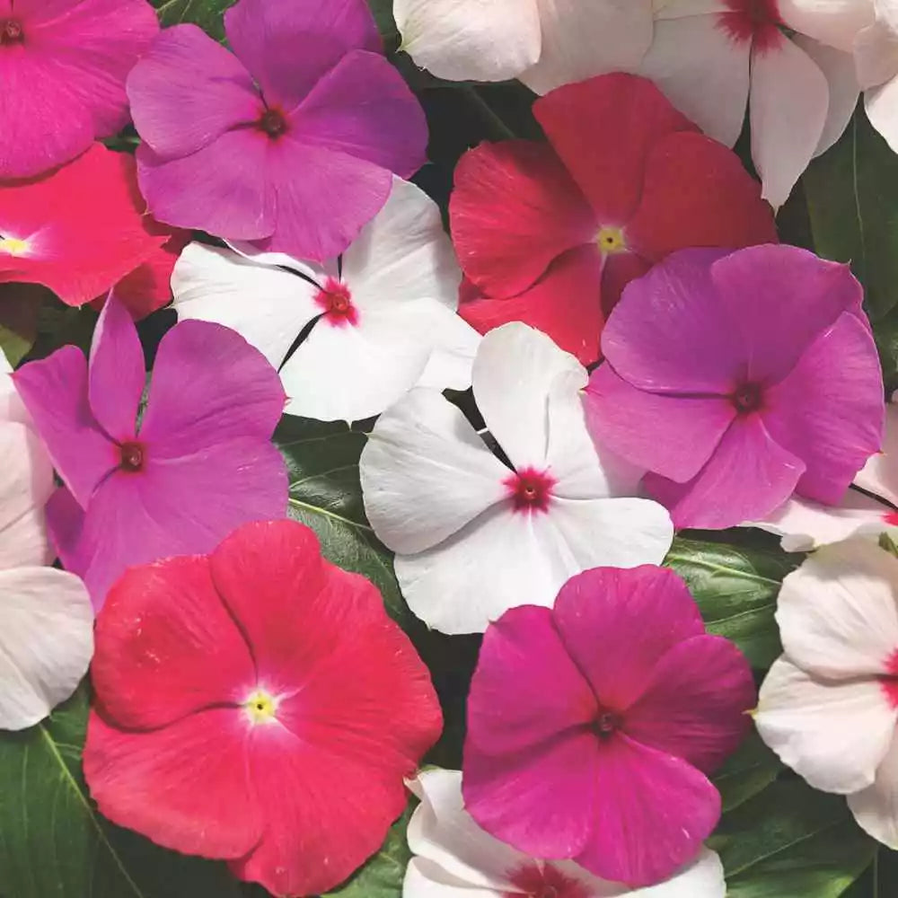 Vinca Seeds 500 Count - Sunsplash Mix GL - Catharanthus roseus - Colorful Annual Flowering Plants for Gardens