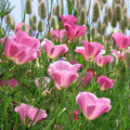 California Poppy Seeds - Lavender Pink Flowers - Purple Gleam Variety - Papaver californicum