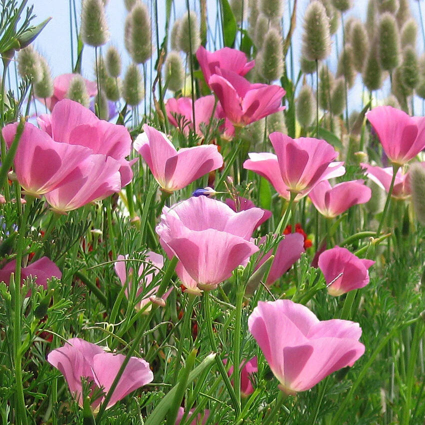 California Poppy Seeds - Lavender Pink Flowers - Purple Gleam Variety - Papaver californicum