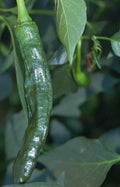 Pasilla Bajio Hot Pepper Seeds - 25+ Non-GMO Heirloom Vegetable Seeds - Capsicum annuum - USA, Free Shipping