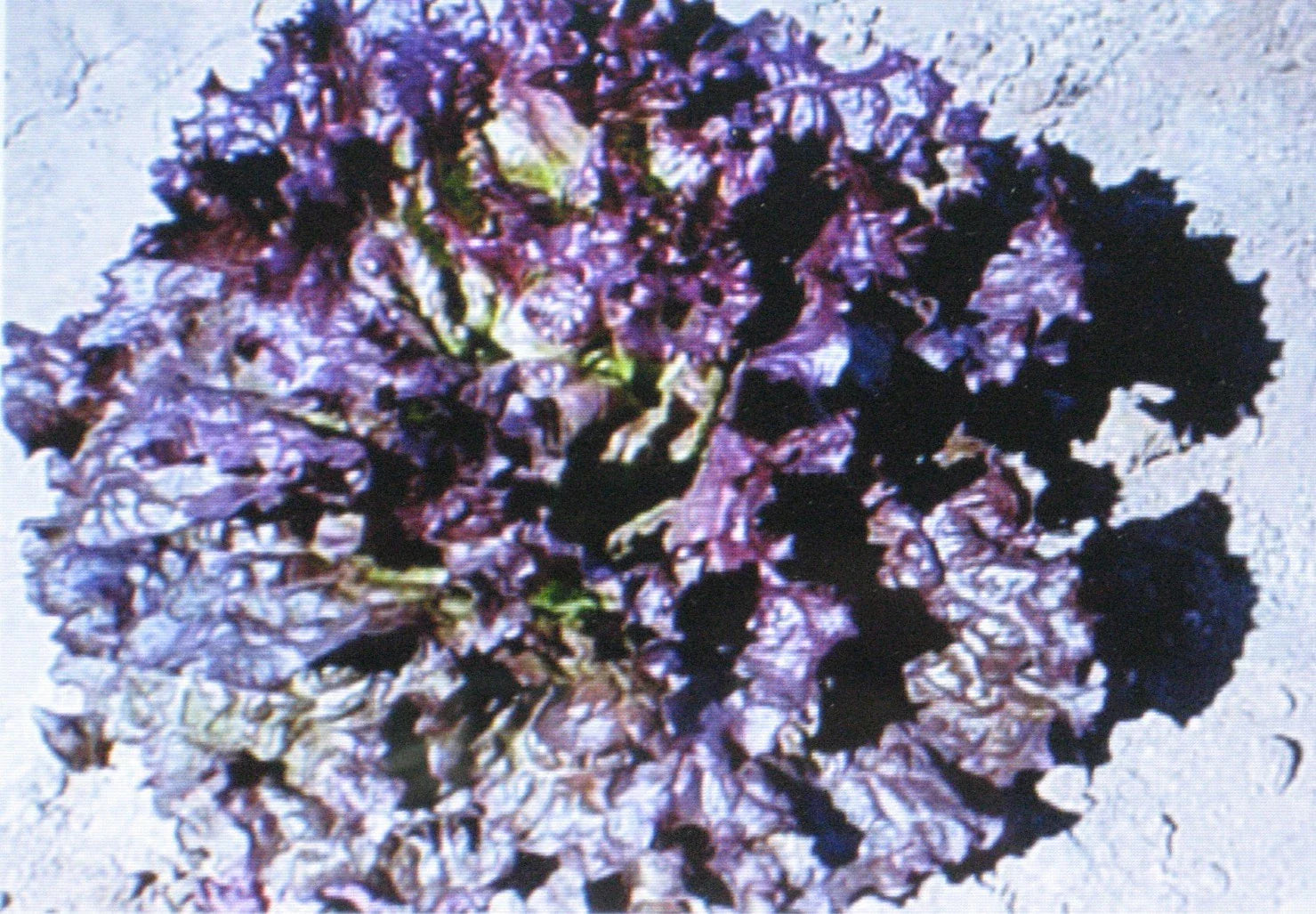 Ruby Red Leaf Lettuce Seeds | 100 Count | Heirloom Variety | Lactuca sativa