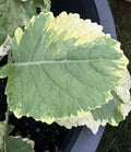 Tree Collards Cuttings - Kosmic Kale - Brassica oleracea - Organic Plant Starter