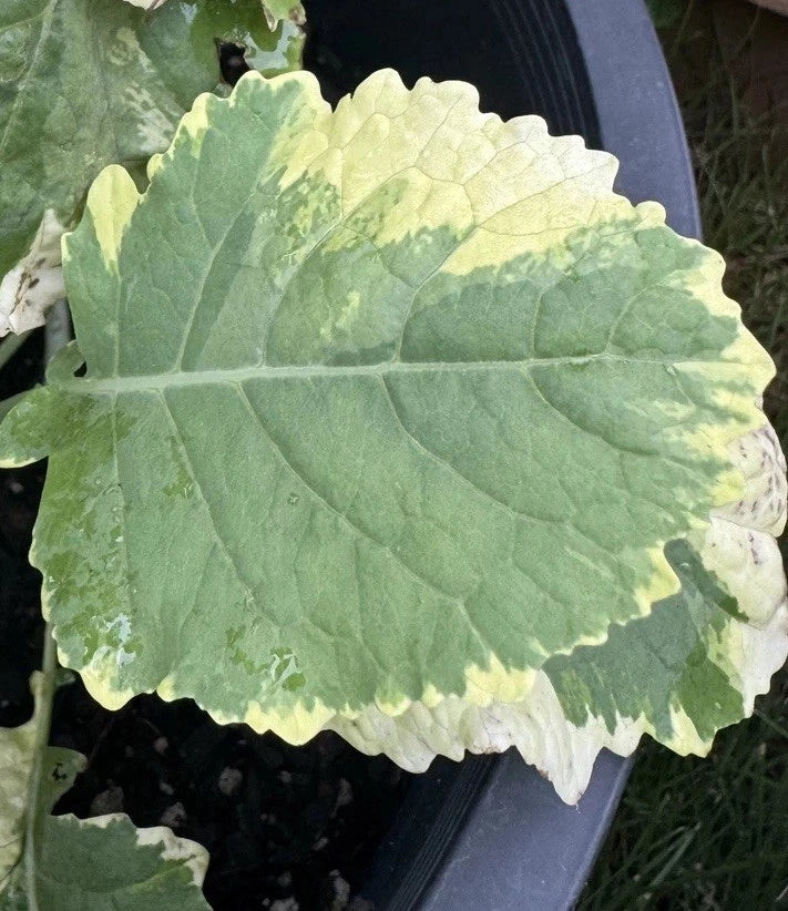 Tree Collards Cuttings - Kosmic Kale - Brassica oleracea - Organic Plant Starter