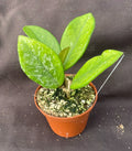 Hoya Carnosa 'Wilbur Graves' Rooted Plant 2.5" Pot Russia Variety
