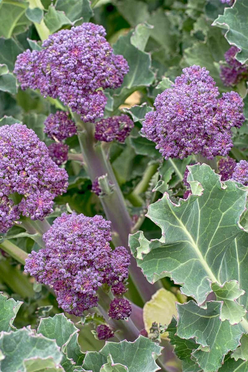 Purple Broccoli Seeds 500+ Non-GMO Heirloom Early Purple Sprouting Seeds, Brassica oleracea