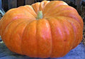 Cinderella Pumpkin Seeds 5 Non-GMO Seeds | Cucurbita pepo | Heirloom Variety for Fall Harvest