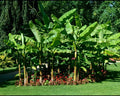 Cold Hardy Banana Tree Starter Plant - Small Rooted Musa - Live Tropical Plant for Home and Garden Decor