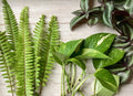 Healthy Rooted Plant Cuttings - 15 Assorted Varieties for Propagation - Perfect for Gardening and Home Decor