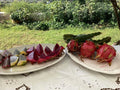 Dragon Fruit Cuttings - 14-17" - Multiple Varieties - Hylocereus spp.