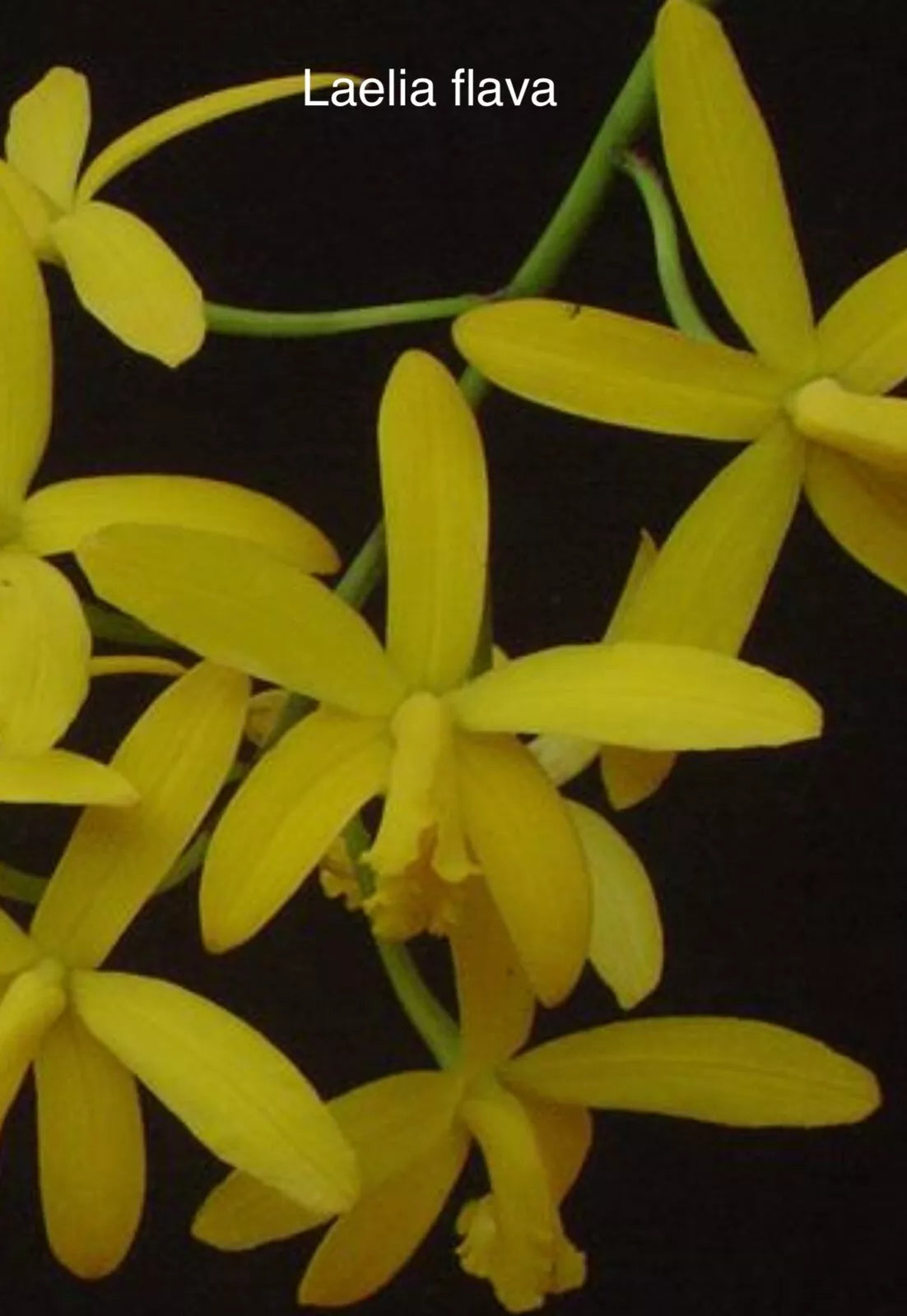 Live Orchid Plant - Bare Root Rupicula Laelia Flava - Exotic Species Import