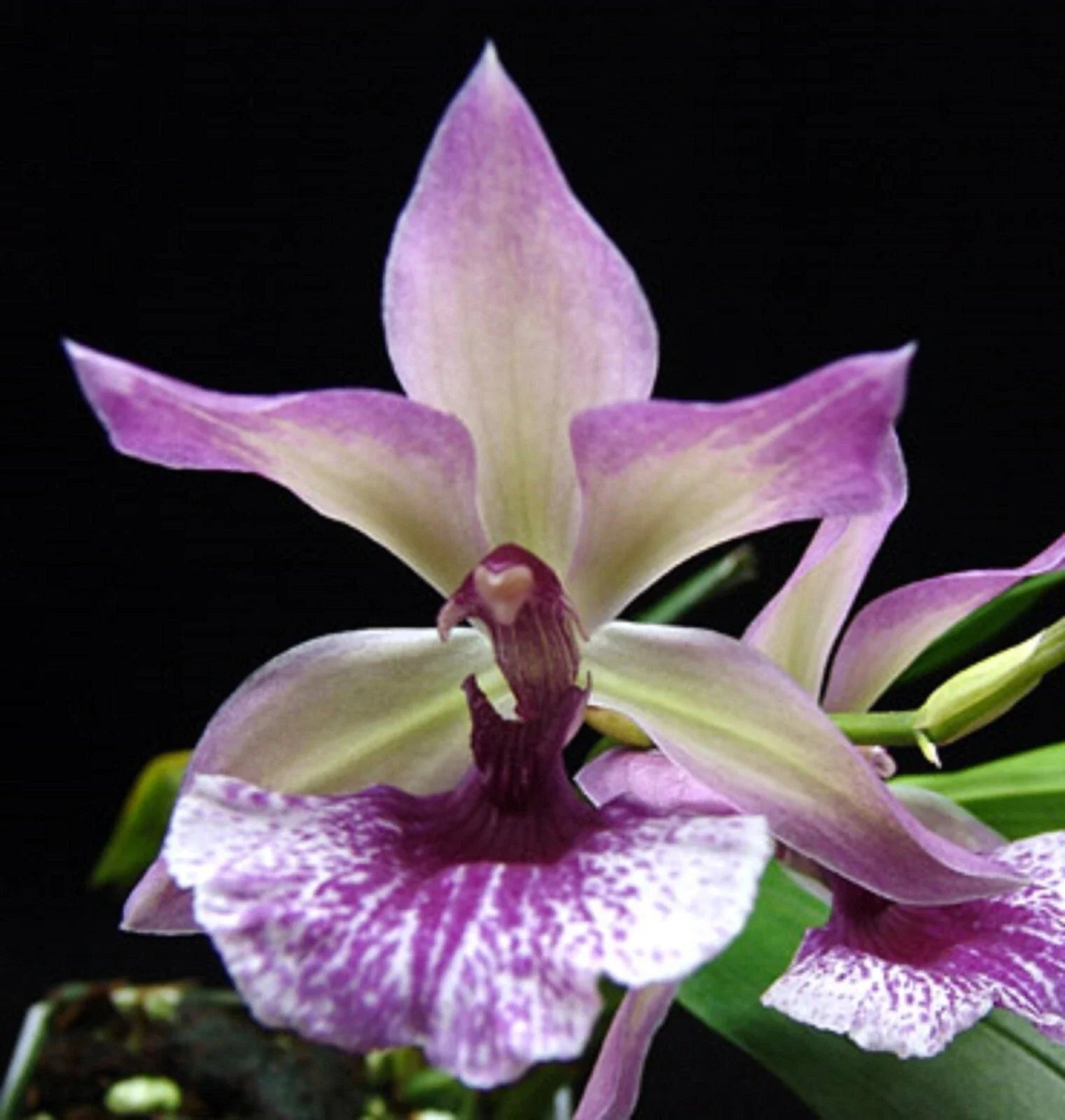 Orchid Plant 2.5" Pot Zygonisia Cynosure 'Blue Birds'