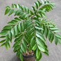 Curry Leaf Plant 6" Well Rooted Murraya Koenigii in Quart Pot - Live 1 Year Old Tree