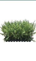 5 Green Giant Arborvitae Trees - Thuja Plicata - Evergreen Privacy Shrubs - Fast Growing, Wind Screen, Pest Resistant
