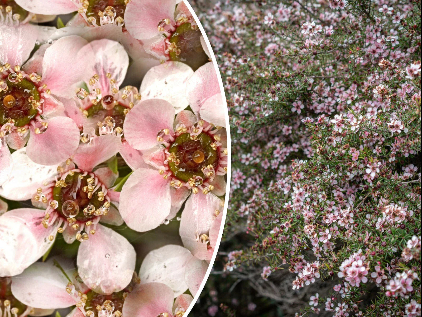 Manuka Tea Tree Seeds - 100+ Medicinal Honey & Tea Shrub with Pink Flowers - Leptospermum scoparium - Free Shipping