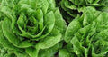 Parris Island Romaine Lettuce Seeds - Organic Heirloom Variety - Premium Quality Gardening Seeds