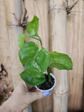 Rare Reverted 2 Color Manjula Pothos Plant, Fully Rooted 2.5" Pot, Epipremnum aureum