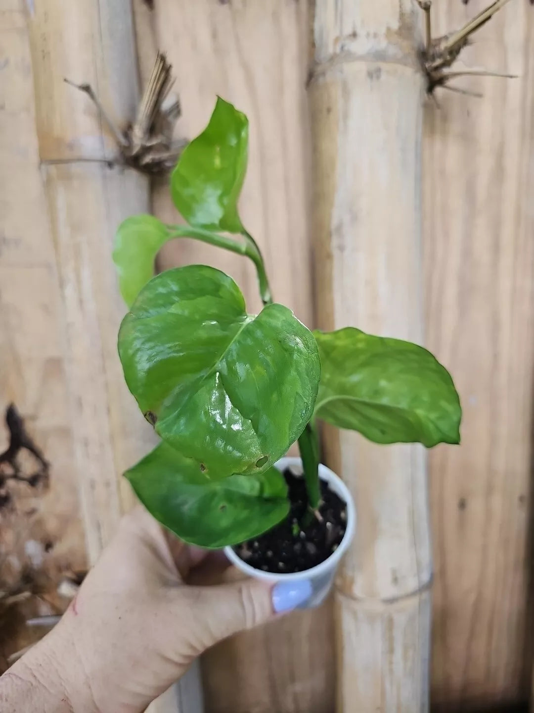 Rare Reverted 2 Color Manjula Pothos Plant, Fully Rooted 2.5" Pot, Epipremnum aureum