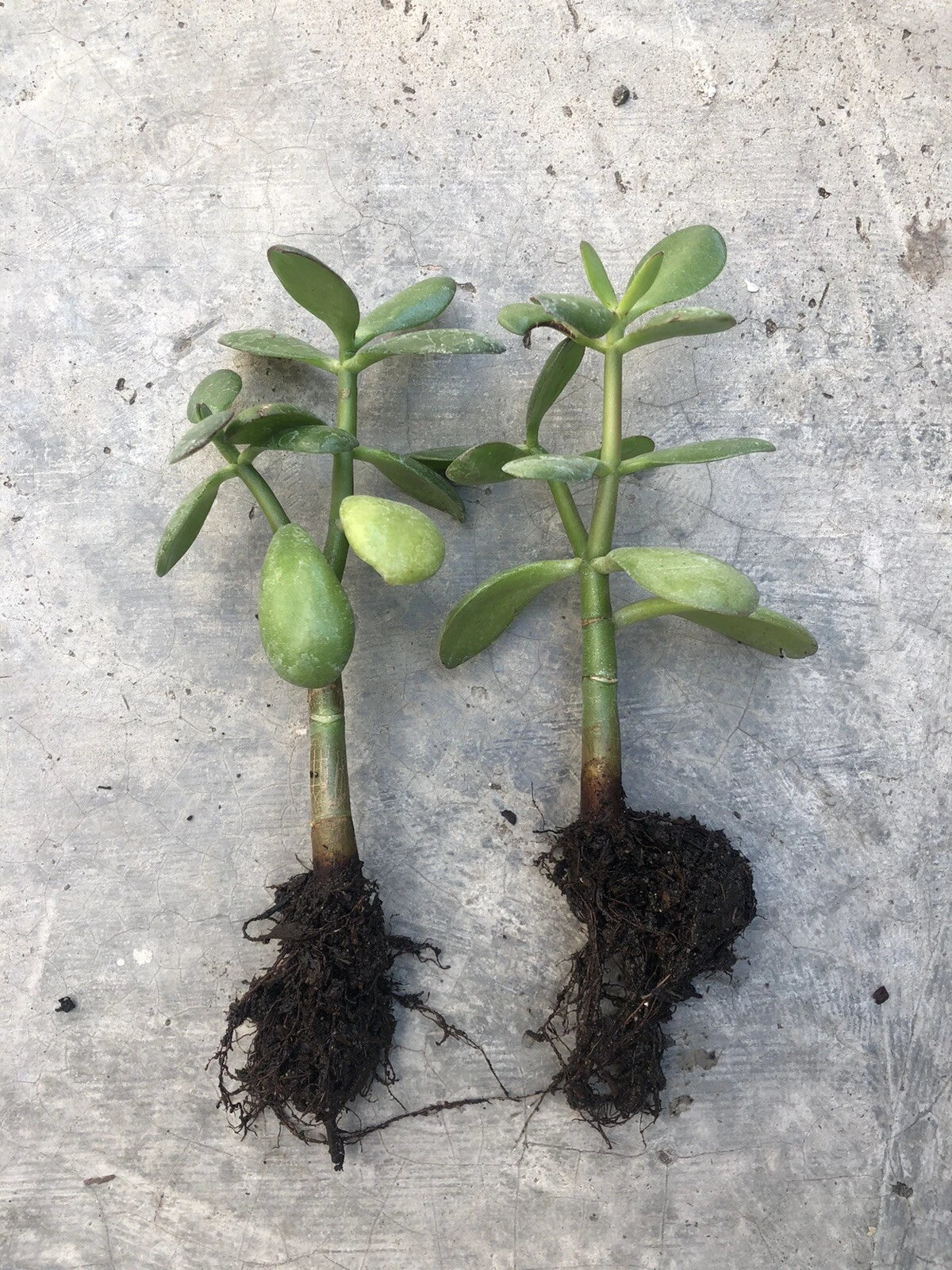 Rooted Jade Plant - Money Plant - Live Plant - Crassula ovata - Ready to Plant - No Pot