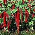 Love Lies Bleeding Seeds - Crimson Tassel Flower - Amaranthus caudatus - 100 Fresh Seeds, Free Shipping
