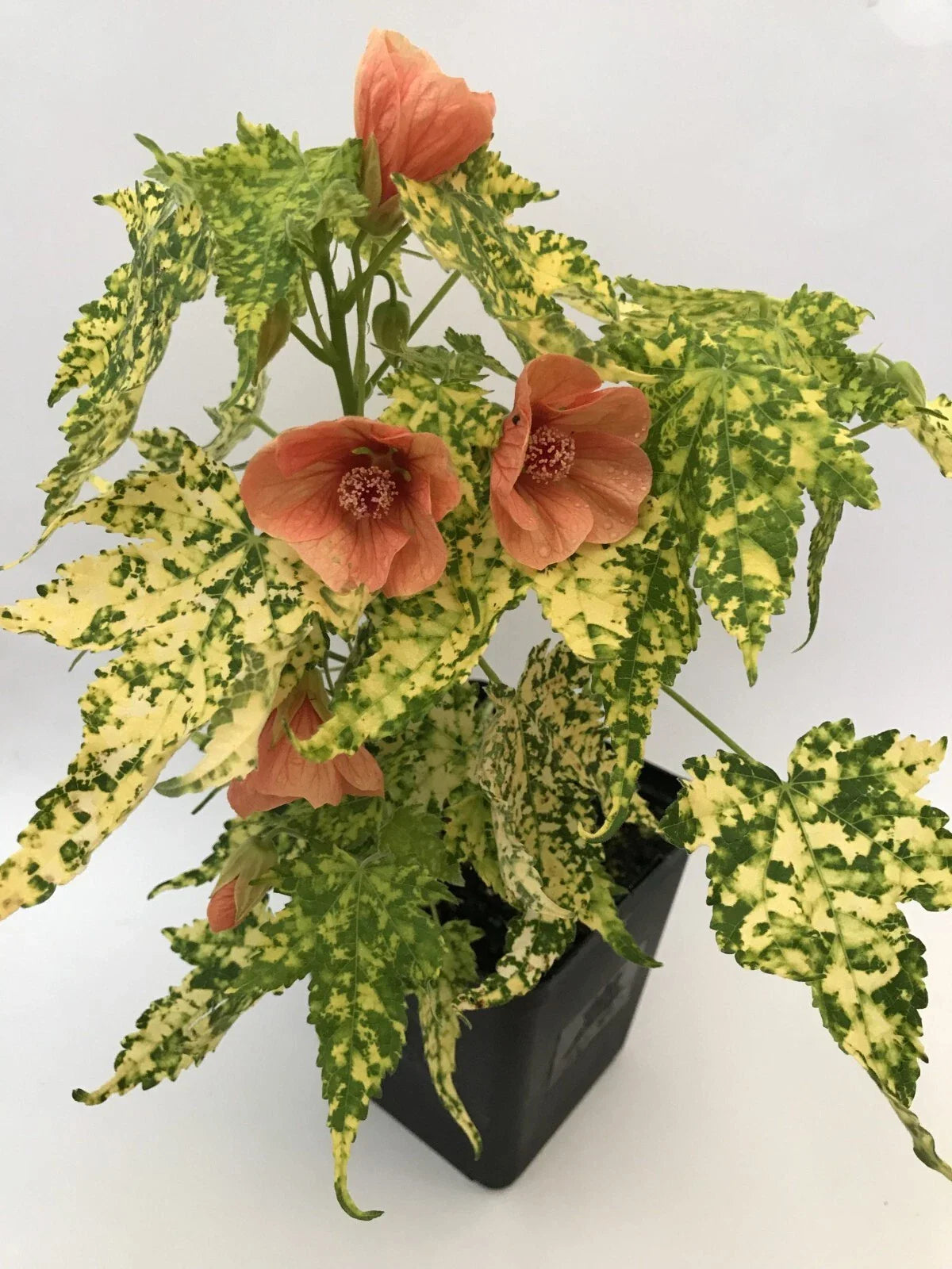 Small Starter Plant - Thompsonii Variegated Peach Abutilon Flowering Maple - Abutilon striatum - Healthy Well-Rooted Plant