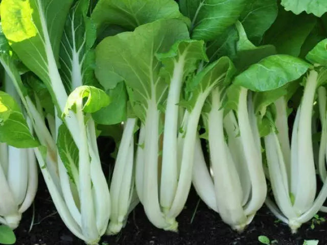 Pak Choi Seeds, White Stem, NON-GMO Chinese Cabbage, Various Sizes, Brassica rapa subsp. chinensis