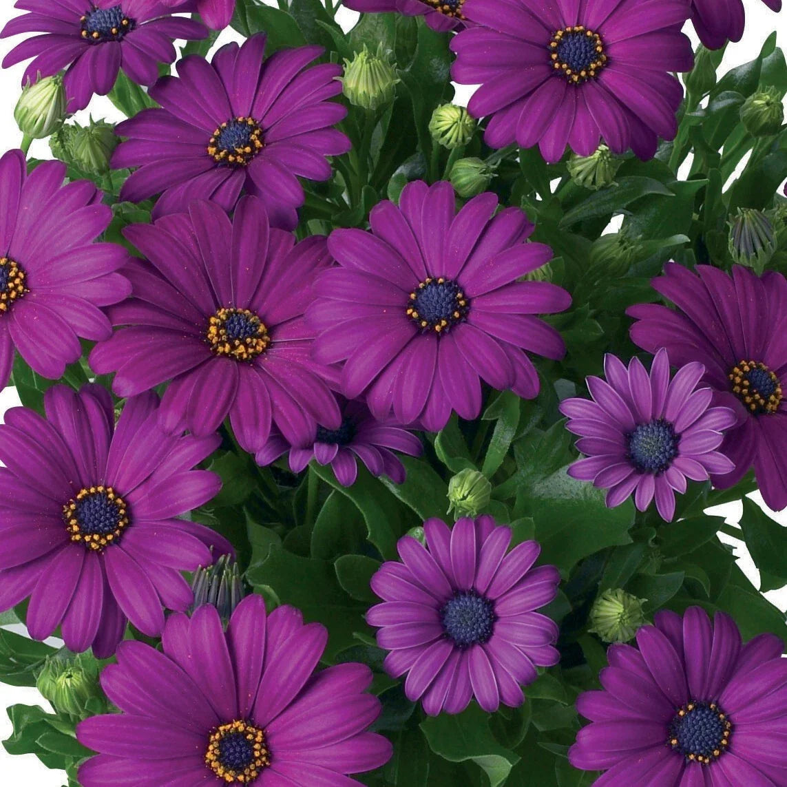 Dark Purple Cape Daisy 200 Seeds for Garden Planting - Osteospermum spp. - USA Grown - Free Shipping