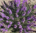 Gayfeather Cut Flowers Seeds - Dotted Perennial for Honeybees - 100 Non-GMO Seeds - Liatris spicata