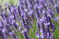 True Lavender Seeds Non-GMO, Lavandula angustifolia, Flowering Herb, Garden Planting