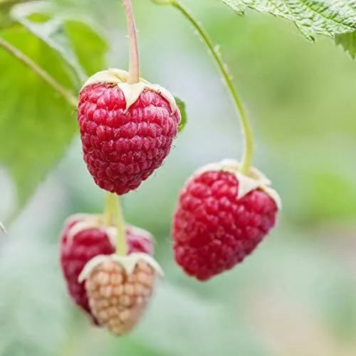Red Raspberry Seeds - 200 Count - Delicious Variety - Rubus idaeus - USA Made, Ships from Iowa