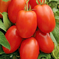 Roma Tomato Seeds - 101+ Organic Paste Variety for Sauces & Salads - Perfect for Garden & Container Planting