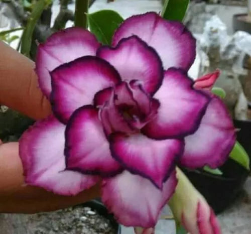 Desert Rose Seeds - 4 DBL White Purple Adenium Obesum Perennial Flower Seeds