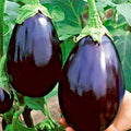 Black Beauty Eggplant Seeds - Heirloom Organic Vegetable, 100+ Seeds for Container Gardening - Solanum melongena