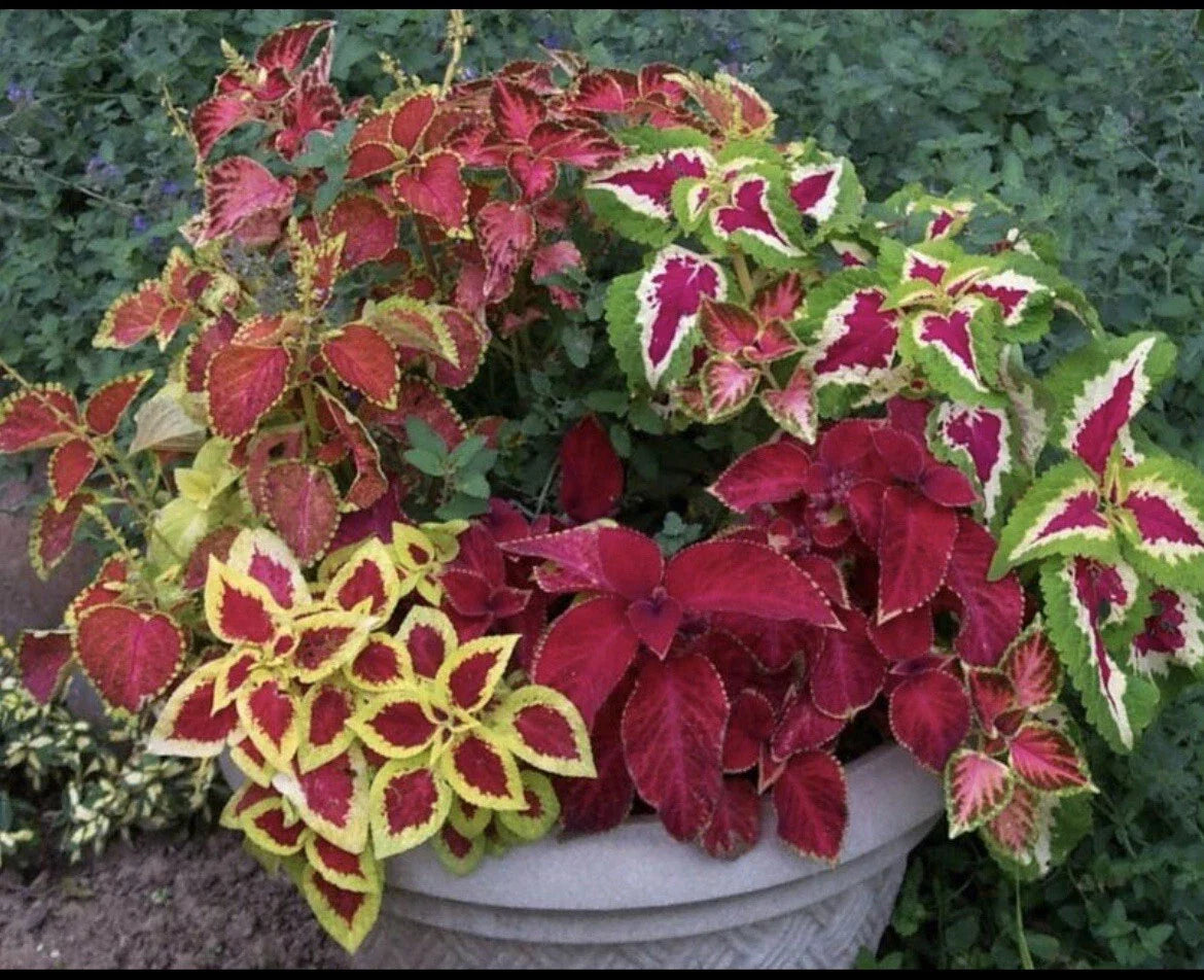Coleus Seeds - 100+ Rainbow Mix - Plectranthus scutellarioides - Colorful Foliage for Garden or Indoor Planting