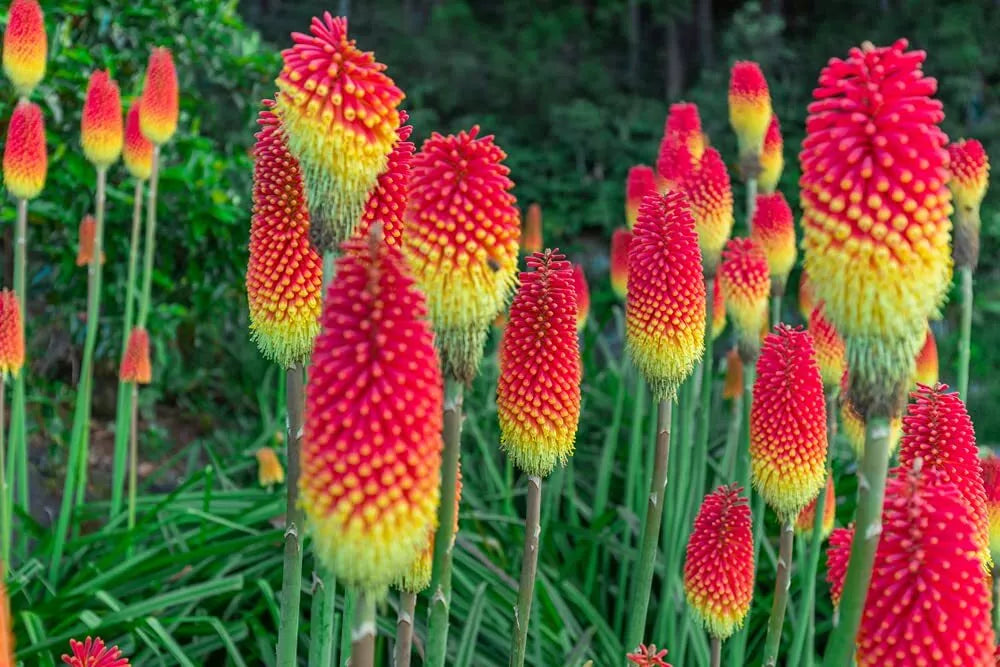 Red Hot Poker Flower Seeds - 100+ Seeds - Vibrant Red Blooms - Kniphofia uvaria
