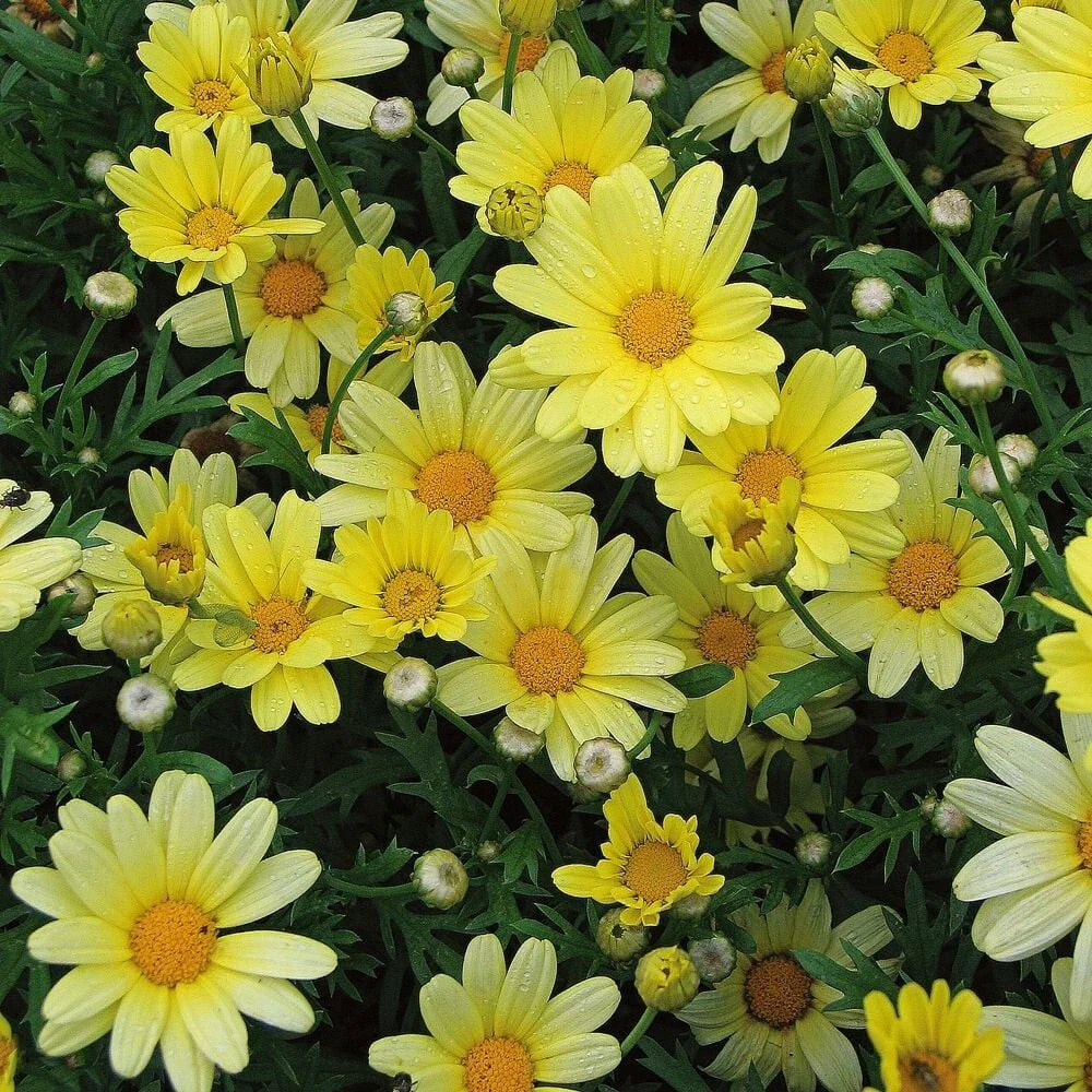 Yellow Marguerite Daisy Seeds - 200+ Bulk Seeds for Garden Planting - Leucanthemum vulgare - USA, Free Shipping