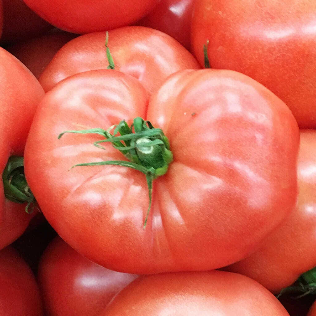German Johnson Tomato Seeds - 50 Ct Heirloom Non-GMO Vegetable - Lycopersicon esculentum - USA Free Shipping