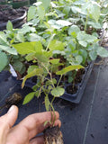 Triple Crown Thornless Blackberry Plants 72-Pack Rubus fruticosus Healthy Rooted