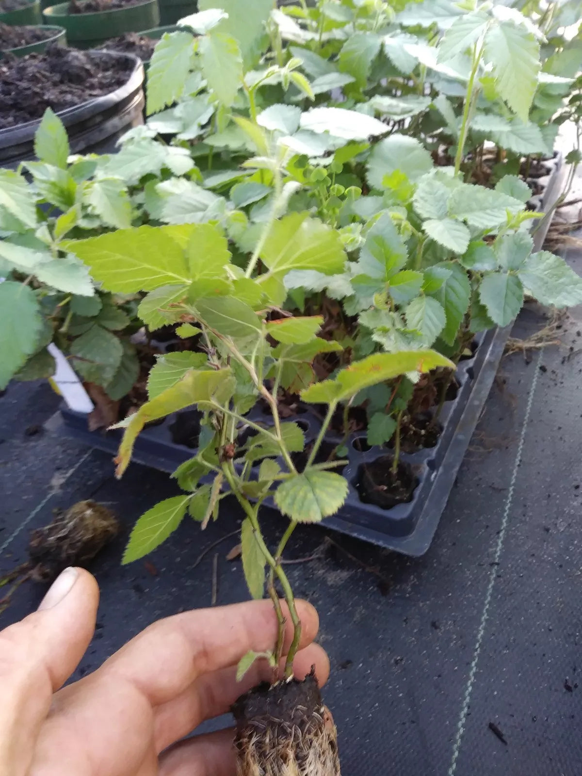 Triple Crown Thornless Blackberry Plants 72-Pack Rubus fruticosus Healthy Rooted