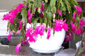 Healthy Pink Christmas, Thanksgiving, Easter Cactus - 3 Live Plants (Schlumbergera) - Rooted Succulents for Home Decor