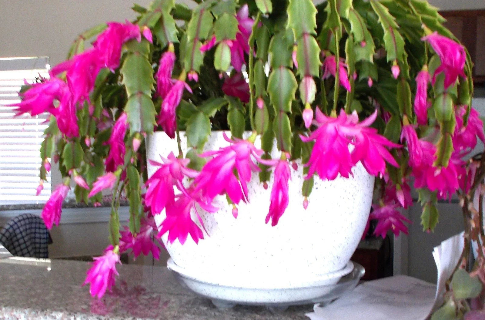 Healthy Pink Christmas, Thanksgiving, Easter Cactus - 3 Live Plants (Schlumbergera) - Rooted Succulents for Home Decor