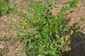 Henna Plant Live 10-14 Inches Well Rooted Bush in Half Gallon Pot - Lawsonia inermis